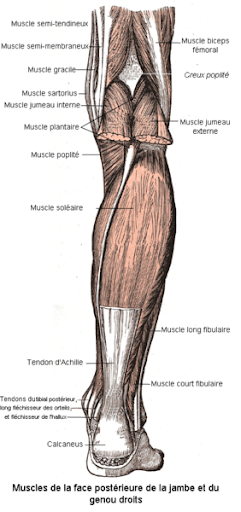 <b>Face postérieure de la jambe montrant le muscle soléaire relié au calcanéum (os du talon) par le tendon&nbsp;d’Achille</b><div><i>Muscles de la face postérieure de la jambe et du genou.png, par Berichard via Wikimédia Commons, CC-BY-SA-3.0,2.5,2.0,1.0, https://commons.wikimedia.org/wiki/File:Muscles_de_la_face_post%C3%A9rieure_de_la_jambe_et_du_genou.png</i></div>