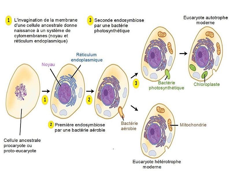 <b>Théorie de l’endosymbiose </b><div><i>Théorie endosymbiotique.jpg par Salsero35 via Wikimédia Commons, CC-BY-SA-4.0, https://commons.wikimedia.org/wiki/File:Th%C3%A9orie_endosymbiotique.jpg</i><b><br></b></div>