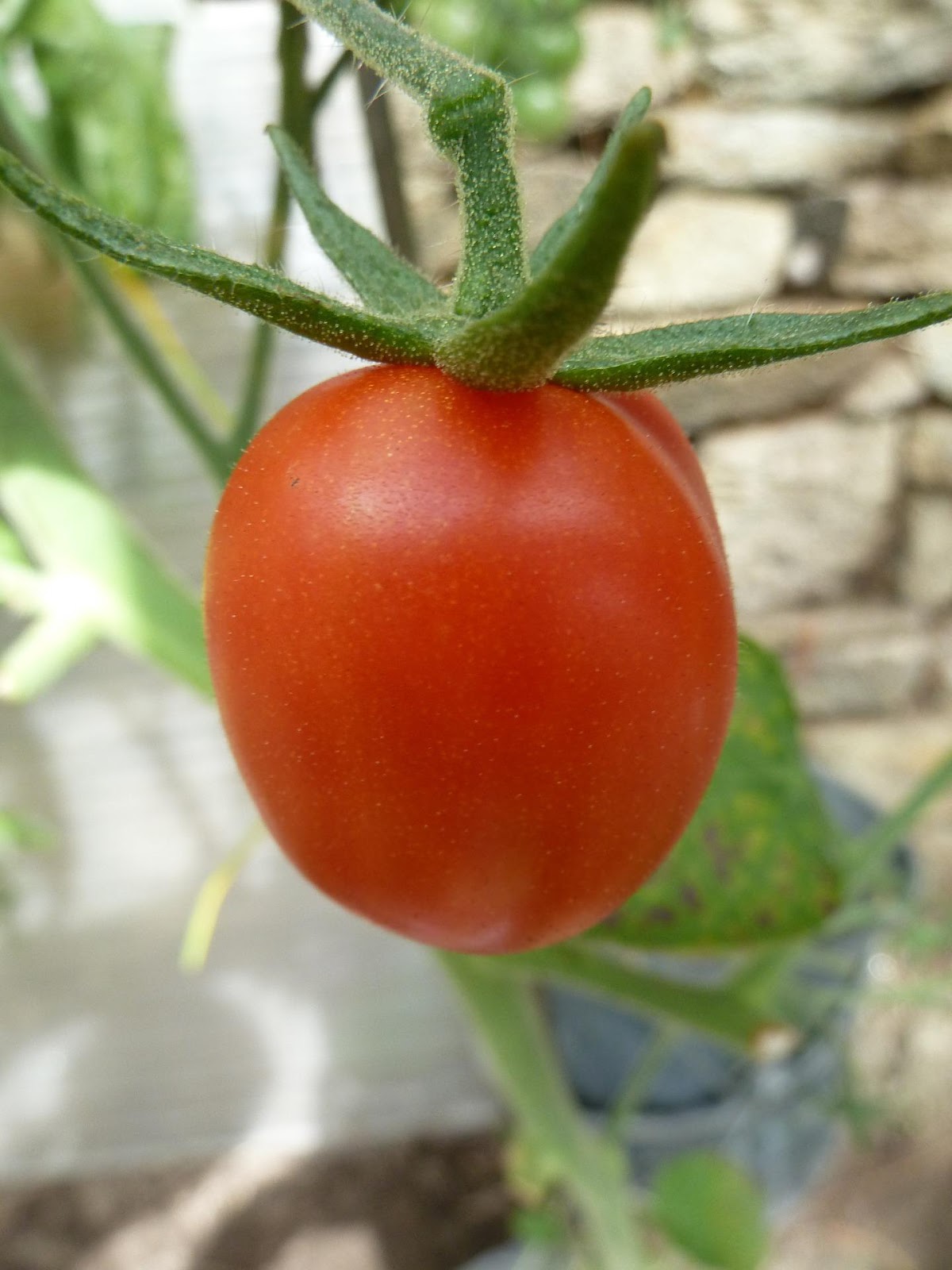<b>Reste des sépales chez la tomate traduisant un ovaire supère</b><div><i>fruit-939618_1920, Image par marina32 de Pixabay , Pixabay licence, libre pour usage commercial, https://pixabay.com/fr/photos/fruit-tomate-rouge-les-produits-%C3%A9co-939618/</i><b><br></b></div>