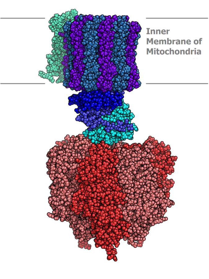 <b>ATP synthase </b><div><i>Atp synthase.PNG par Alex.X via Wikimédia Commons, CC-BY-SA-3.0-migré, modifiée par Sandra Rivière, https://commons.wikimedia.org/wiki/File:Atp_synthase.PNG</i><b><br></b></div>