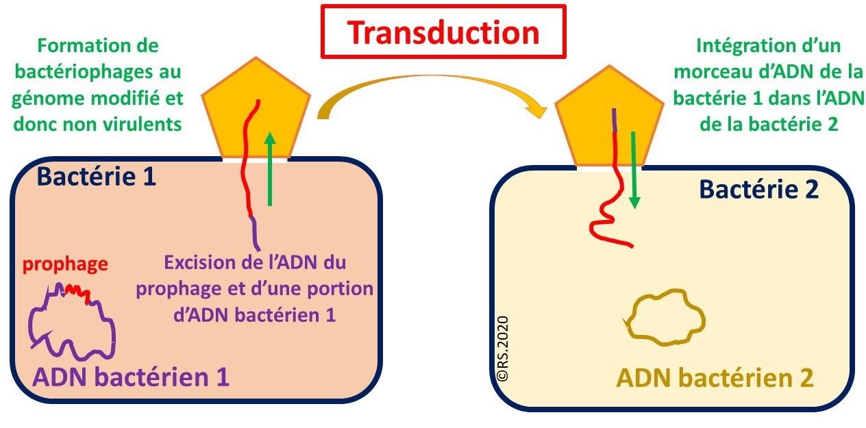 <b>Mécanisme de transduction suite à un cycle lysogène</b>