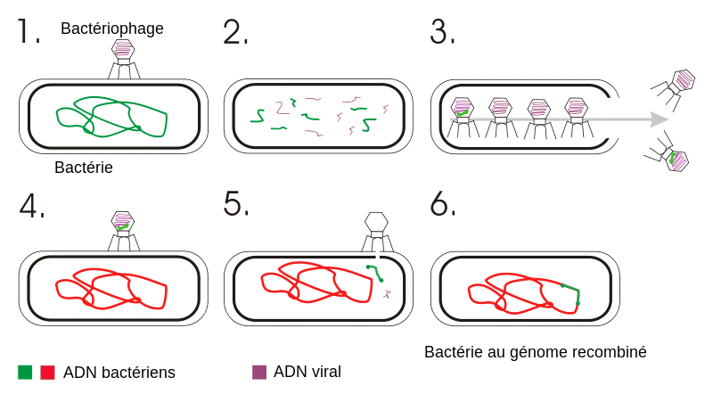 <b>Mécanisme de transduction suite à un cycle lytique</b><div><i>Transduction génétique fr.svg, par Reytan avec modifications de Geni &amp; toony, via Wikimédia Commons, domaine publique, https://commons.wikimedia.org/wiki/File:Transduction_genetic_fr.svg&nbsp;&nbsp;</i><br></div>