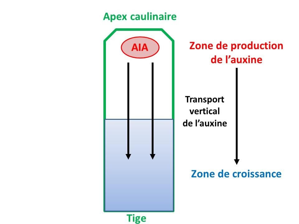 <b>Transfert de l’auxine de l’apex vers la tige</b><div><i>©RS.2020</i><b><br></b></div>