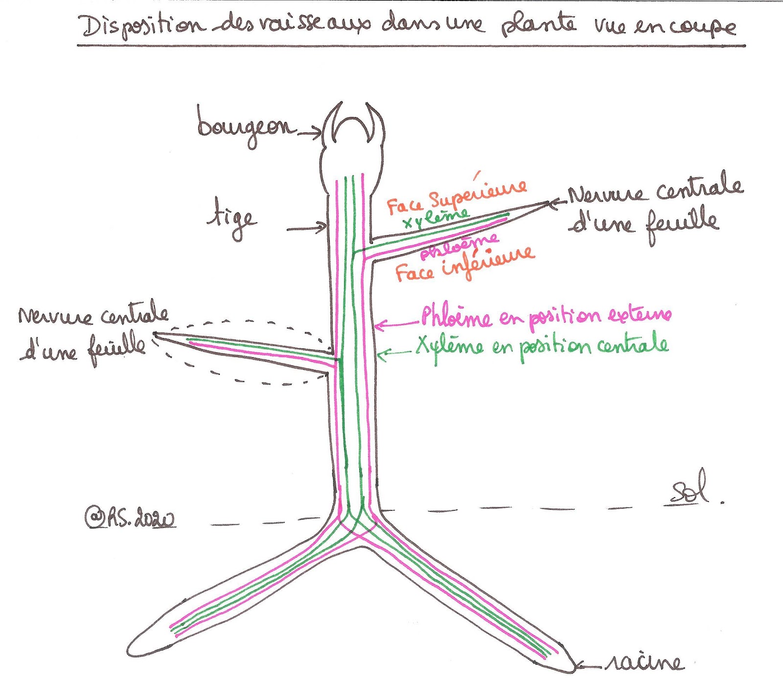 <b>Disposition des vaisseaux dans une plante vue en coupe</b><div><a href="silicate://nolink"><i>http://viasvt.fr/circulation-seves/circulation-seve.html</i></a><b><br></b></div>