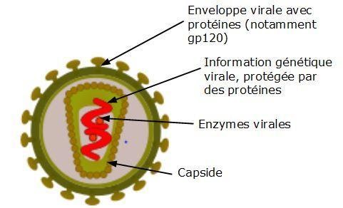 <b>Virus de l'Immunodéficience Humaine (VIH)<br></b><i>Virus VIH.jpg par <a href="https://commons.wikimedia.org/w/index.php?title=User:Pmbios&amp;action=edit&amp;redlink=1" style="text-decoration:none;">Pmbios</a> via Wikimedia  commons, _<a href="https://commons.wikimedia.org/wiki/Category:CC-BY-SA-4.0" style="text-decoration:none;">CC-BY-SA-4.0</a>, <a href="https://commons.wikimedia.org/wiki/File:Virus_VIH.jpg" style="text-decoration:none;">https://commons.wikimedia.org/wiki/File:Virus_VIH.jpg</a></i><br>