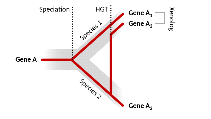 <b>Apparition d’un gène xénologue</b><div><i>&nbsp;Xenology.svg, par Thomas Shafee, via Wikimédia Commons,  Creative Commons Attribution-Share Alike 4.0 Internationalhttps://en.wikipedia.org/wiki/File:Xenology.svg</i><b><br></b></div>