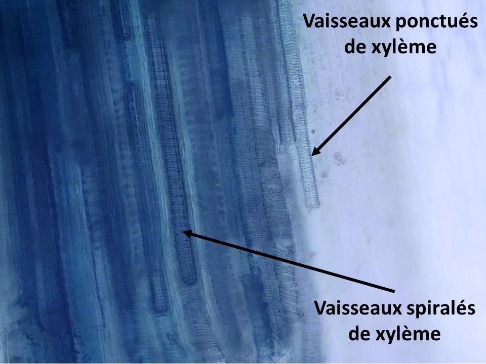 <b>Vaisseaux du xylème du céleri mis en évidence par du bleu de méthylène</b>