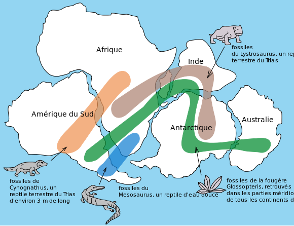 Position des continents il y a $240$ millions d’années :

Source : Snider-Pellegrini Wegener fossil map fr.svg, par  Osvaldocangaspadilla, Simon Villeneuve (traduction) via wikimedia commons, CC-BY-SA-3.0,2.5,2.0,1.0