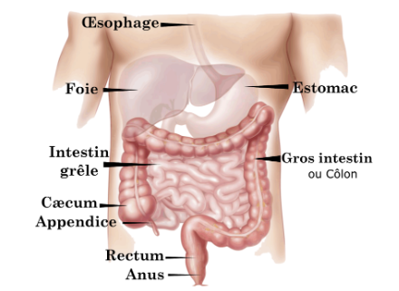 Appareil digestif de l'Homme. 

Digestive appareil (french).svg, par Arnavaz via wikimédia commons, Domaine public modifié par Sandra Rivière