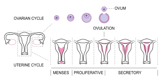 Cycles coordonnés de l’utérus et de l’ovaire. 

Menstrual Cycle bottom.png par CFCF via wikimédia commons CC-BY-SA-3.0