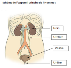 Source : Illu urinary system neutral.png, Domain public via wikimédia commons modifié par Sandra Rivière