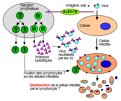 Action des lymphocytes lors de la réaction spécifique

Source : Defenses organisme.png, par  Pr. Dr. Raynal  via Wikimedia commons,  CC-BY-SA-3.0,2.5,2.0,1.0