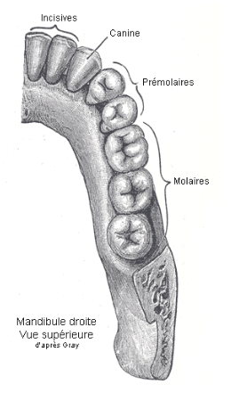 Demi-mâchoire inférieure droite humaine.

Dents humaines.png par Berichard via wikimédia commons, CC-BY-SA-3.0,2.5,2.0,1.0