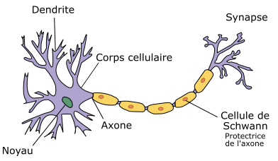 Schéma d'un neurone.

 Source : Neurone français schema.svg par Weft, via wikimédia commons, CC-BY-SA-2.5,2.0,1.0, modifié par Sandra Rivière