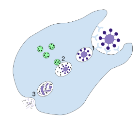 Etapes de la phagocytose

Source : Phagocytosis.svg, par  Mango Slices  via wikimedia commons,  CC-BY-SA-4.0