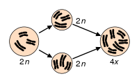 Exemple de polyploïdisation dans une cellule germinale suivie d’une fécondation, 

Polyploidization.svg Domaine publique via wikimédia commons