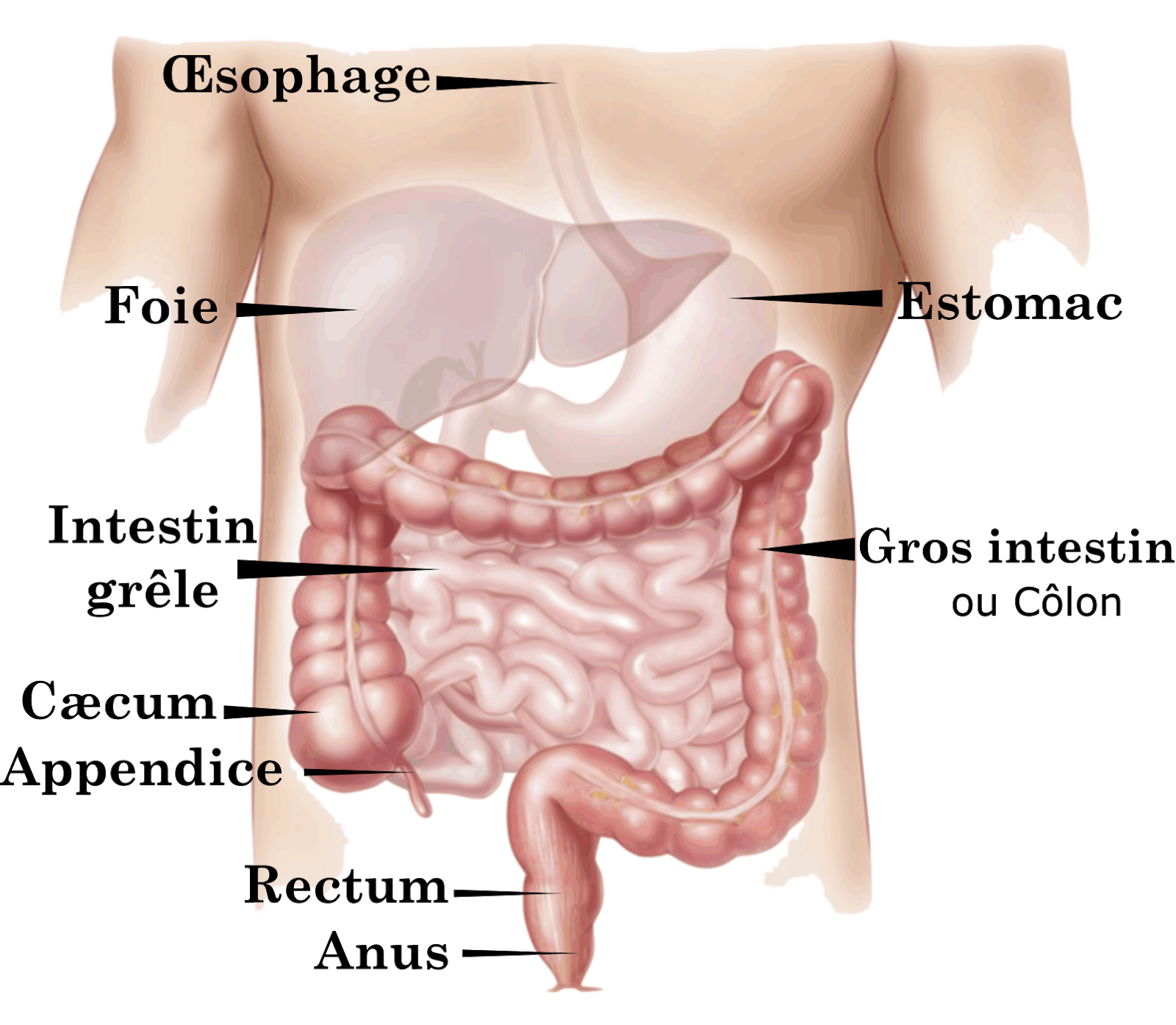 <b>Appareil digestif de l’Homme<br></b><i>Source : Digestive appareil (french).svg, par Arnavaz via wikimédia commons, Domaine public modifié par Sandra Rivière</i>