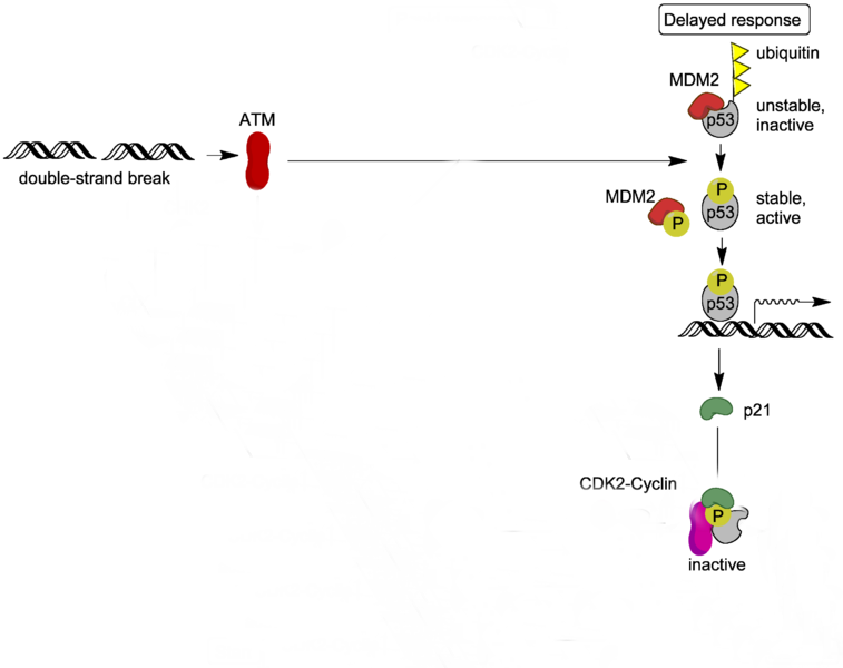 <b>Régulation de la production de la protéine p21 par la protéine p53</b><div><i>Source : Protéines cibles ATM (nouveau) .png, par Cellular Biochemistry II ( présentation ) via Wikimédia Commons, CC-BY-SA-3.0 modifié par Sandra Rivière, https://commons.wikimedia.org/wiki/File:ATM_target_proteins_(new).png<b><br></b></i><div><b><br></b></div></div>
