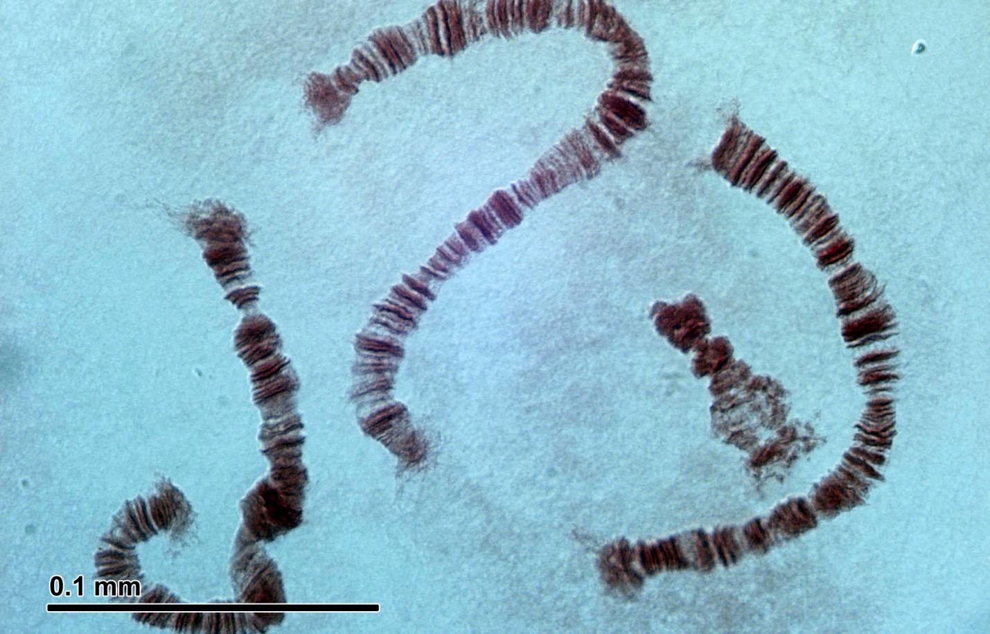 <b>Observation au microscope de chromosomes de larve de chironome<br></b><i>Source : Polytene chromosomes (26 2 97) Salivary glands of nonbiting midges larvae (Chironomidae).jpg, par Doc. RNDr. Josef Reischig, CSc.via wikimédias commons,  CC-BY-SA-3.0</i>