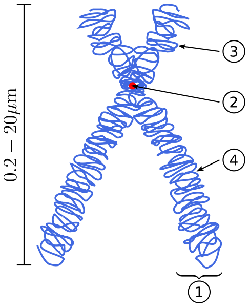 <b>Schéma d’un chromosome double<br></b><i>Source : Chromosome.svg par derivative work: Tryphon (talk)*Chromosome-upright.png: Original version: Magnus Manske, this version with upright chromosome: User:Dietzel65  via wikimédia commons, CC-BY-SA-3.0-migrated</i>