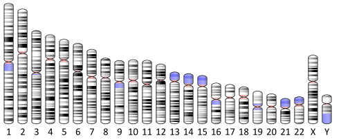 <b>Chromosomes simples humains et leurs gènes<br></b><i>Source : Ideogram human chromosome 3.svg Par National Center for Biotechnology Information, U.S. National Library of Medicine via wikimédia commons, Domaine public, modifié par Sandra Rivière </i>