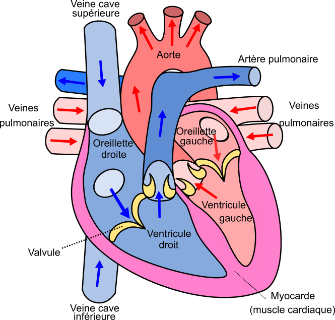 <b>Le coeur<br></b><i>source : Diagram of the human heart (cropped).svg par Wapcaplet via wikimedia commons CC-BY-SA-3.0-migrated modifié par Sandra Rivière </i>