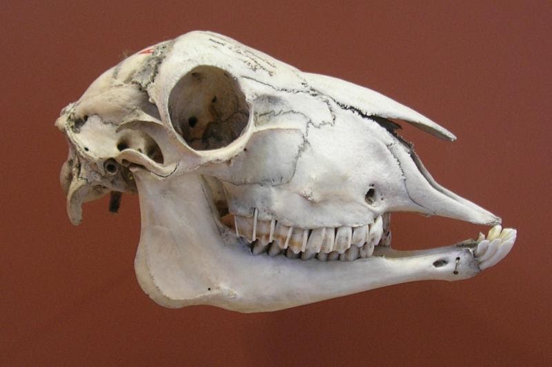 <b>Crâne de mouton<br></b><i>Source : Crâne mouton.jpg, par Vassil , Domaine public, via wikimedias commons  </i>
