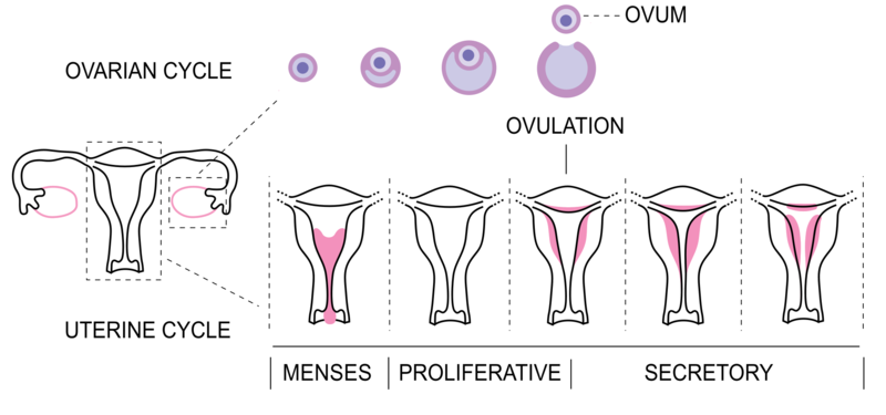 <b>Cycles coordonnés de l’utérus et de l’ovaire<br></b><i>Source : Menstrual Cycle bottom.png par CFCF via wikimédia commons CC-BY-SA-3.0 </i>