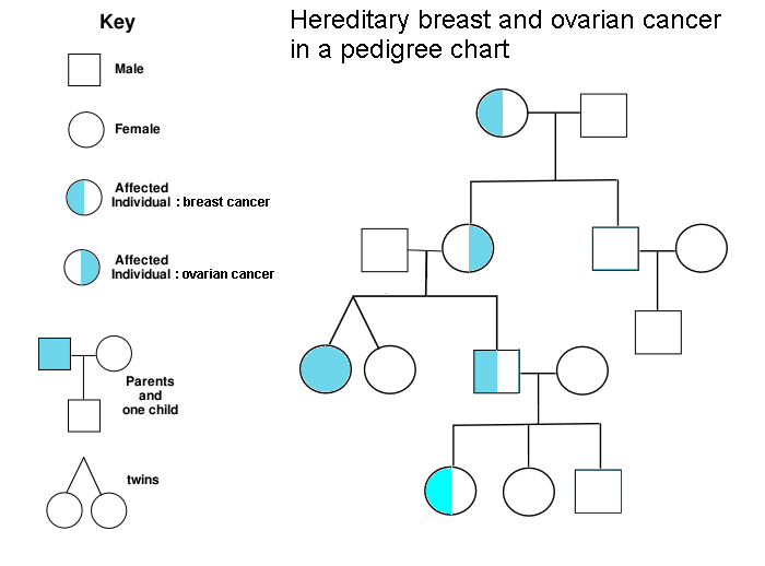 <b>Présence du cancer du sein dans une famille</b><div><i>Source : PedigreechartC.png Auteur: Huijts , grâce au pedigree initial de Rozzychan . via Wikimédia Commons, CC-BY-SA-3.0, https://en.wikipedia.org/wiki/File:PedigreechartC.png</i><b><br></b></div>