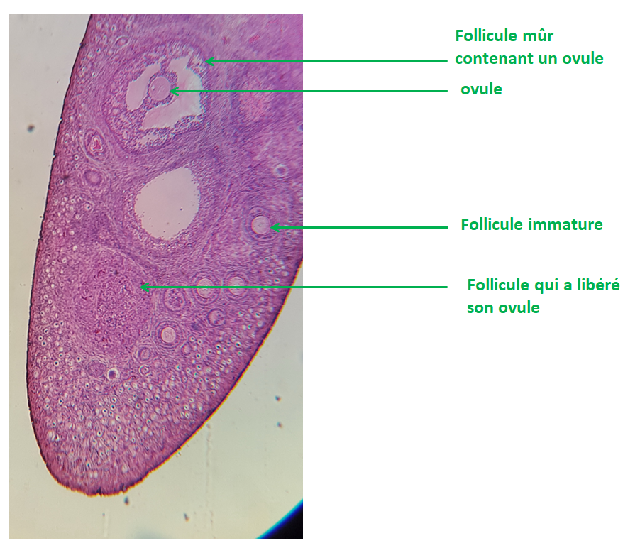 <b>Coupe de follicule de lapine observé au microscope grossissement x100<br></b><i>©RS.2018</i>