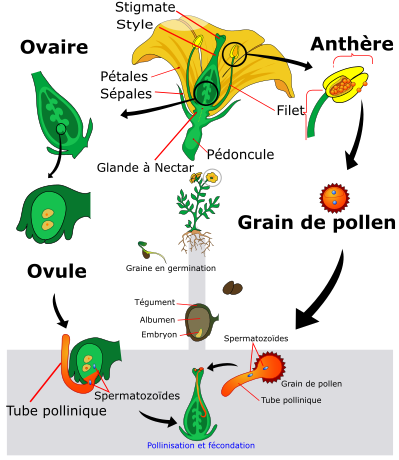 <b>  Cycle de vie d’une plante à fleur<br></b><i>Source : Angiosperm life cycle diagram-fr.svg, par LadyofHats Mariana Ruiz / Translator Cehagenmerak via wikimédia commons, Domaine public, modifié par Sandra Rivière</i>