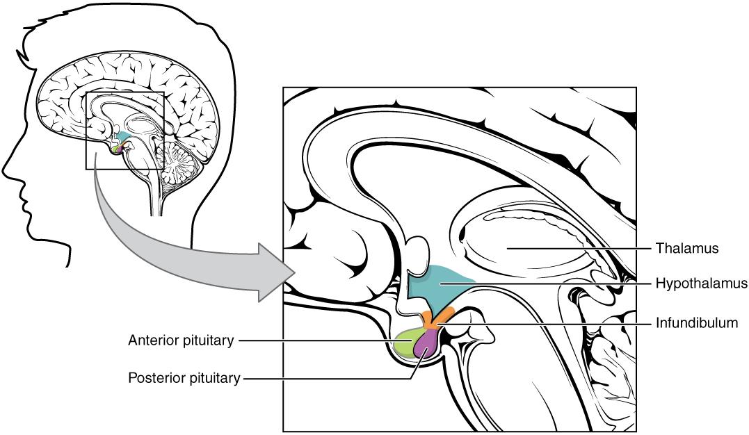 <b>Structure de l'hypophyse (glande pituitaire)<br></b><i>Source : 1806 Le complexe hypothalamus-hypophyse.jpg par OpenStax College via wikimédia commons, CC-BY-3.0, https://commons.wikimedia.org/wiki/File:1806_The_Hypothalamus-Pituitary_Complex.jpg</i>