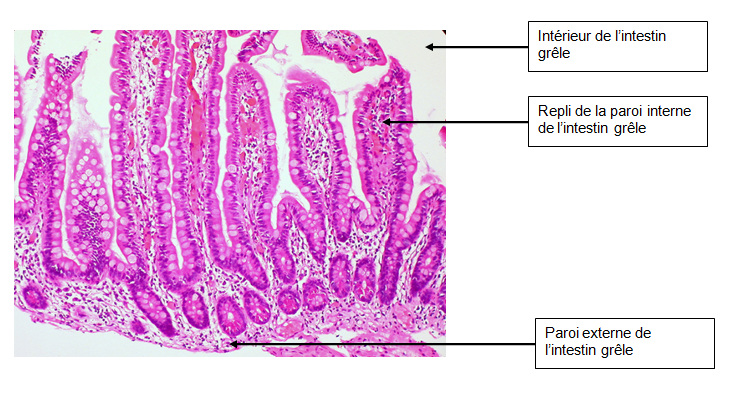 <b>Coupe de l’intestin grêle observée au microscope<br></b><i>Source : Normal Small Intestine Mucosa par Ed Uthman via Flickr, CC BY 2.0 modifié par Sandra Rivière </i>