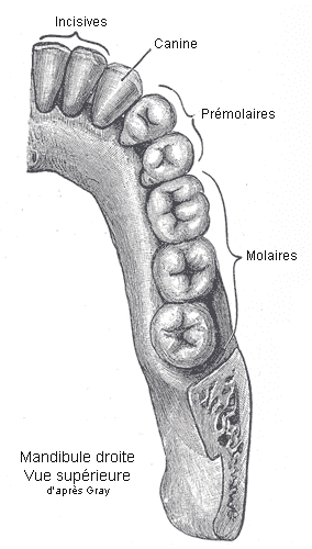 <b>Demi-mâchoire inférieure droite humaine</b><br><i>Source : Dents humaines.png par Berichard via wikimédia commons, CC-BY-SA-3.0,2.5,2.0,1.0</i>