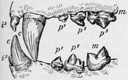 <b>Dessin d’une dentition de Lion<br></b><i>Source : NIE 1905 Lion - teeth.jpg, Domaine public, via wikimédias commons </i>