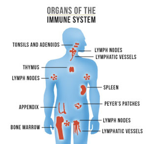 <b>Les organes lymphoïdes</b><div><i>source : Organes du système immunitaire par AIDS.gov.jpg par AIDS.gov via Wikimédia Commons, domaine public, https://commons.wikimedia.org/wiki/File:Organs_of_the_Immune_System_by_AIDS.gov.jpg</i><b><br></b></div>