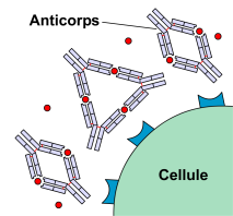 <b>Action des anticorps<br></b><i>Source : Ac-toxine2.png , par  Yohan via Wikimedia commons,   CC-BY-SA-3.0-migrated </i>