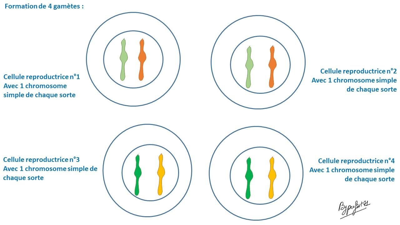 <b>Étapes de la méiose pour une cellule avec 2 paires de chromosomes doubles<br></b><i>©RS.2016</i>