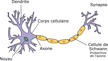 <b>Schéma d’un neurone<br></b><i>Neurone français schema.svg par Weft, via wikimédia commons, CC-BY-SA-2.5,2.0,1.0, modifié par Sandra Rivière</i>
