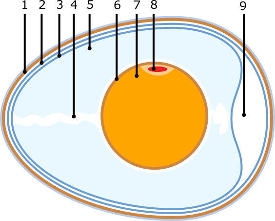 <b>Structure de l’œuf de poule<br></b><i>Source : Anatomy of an amiotic egg.svg par Horst Frank , via wikimédias commons,  CC-BY-SA-3.0-migrated modifié par Sandra Rivière </i>