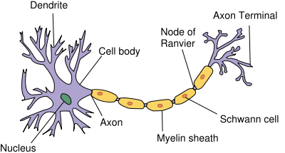 <b>Structure d’un neurone  </b><br><div><i>source : Neuron.svg, Par Utilisateur: Dhp1080 via Wikimédia Commons, CC-BY-SA-3.0-migré, https://commons.wikimedia.org/wiki/File:Neuron.svg</i><b><br></b></div>