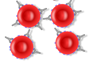 <b>Complexe immun insoluble, formé par des anticorps et des antigènes cellulaires de globules rouges </b><div><i> Coombs test schematic fr.png, via wikimedia commons, CC-BY-SA-3.0-migrated
</i></div>