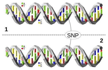 <b>Un SNP</b><div><i>source : Dna-SNP.svg par David Eccles ( Gringer ) via Wikimédia Commons, CC-BY-4.0, https://commons.wikimedia.org/wiki/File:Dna-SNP.svg</i><b><br></b></div>