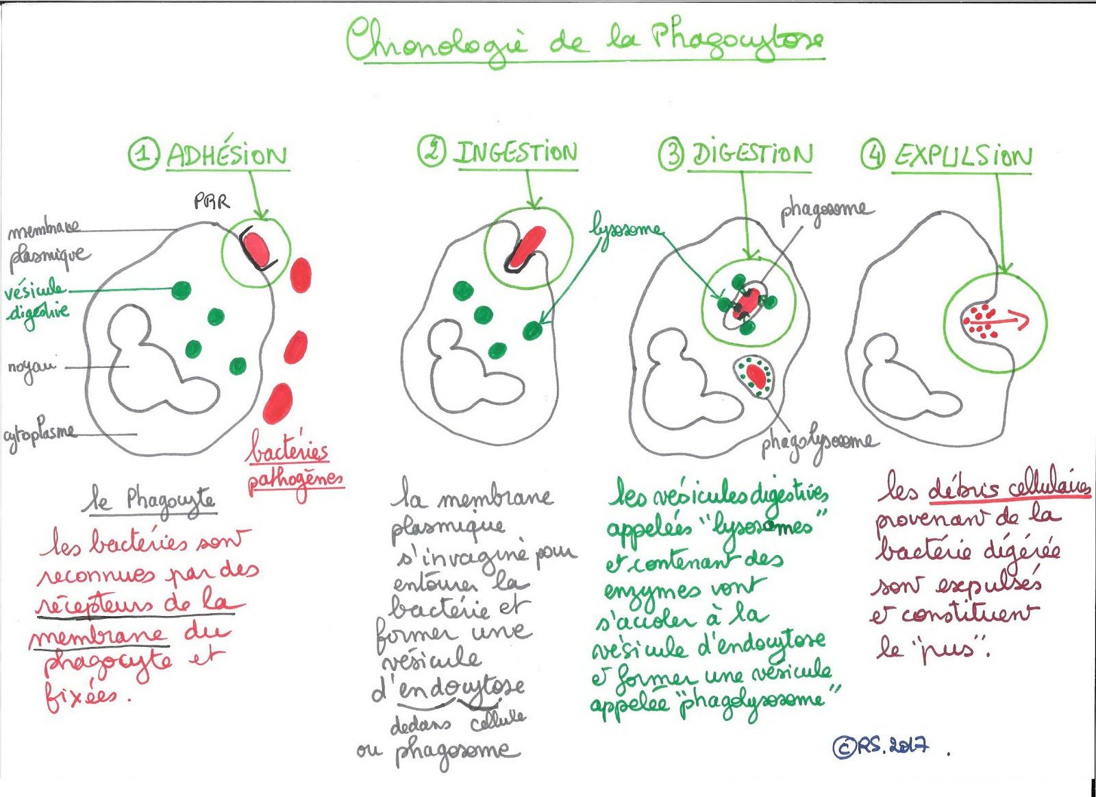 <b>Étapes de la phagocytose</b><div><i>©RS.2017</i><b><br></b></div>