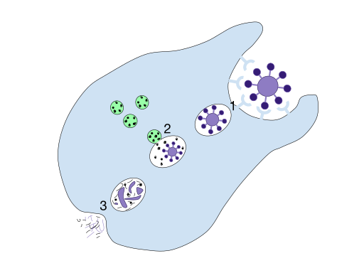 <b>Étapes de la Phagocytose<br></b><i>Source : Phagocytosis.svg, par  Mango Slices  via wikimedia commons,  CC-BY-SA-4.0</i>