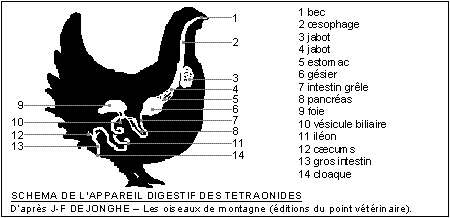 <b>Appareil digestif de la poule<br></b><i>Source : Appareil digestif des tétras.GIF par Velou, via wikimédia commons, CC-BY-SA-3.0-migrated</i>
