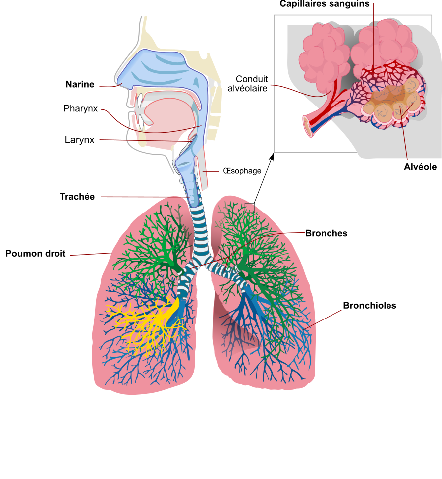 Respiration respiratoire de l'anatomie pulmonaire' Ours en peluche