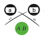 <b>Arc de précipitation dans le cas où les deux puits extérieurs sont différents</b><div><i>source : Ouchtherlonypatterns antigen id.jpg, par Reluco via wikimédia commons, domaine public, https://commons.wikimedia.org/wiki/File:Ouchtherlonypatterns_antigen_id.jpg<b><br></b></i><div><b><br></b></div></div>