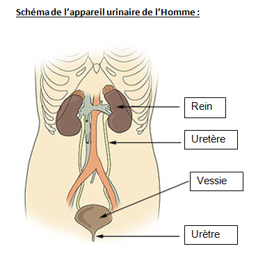 <i>Source : Illu urinary system neutral.png, Domain public via wikimédia commons modifié par Sandra Rivière</i>